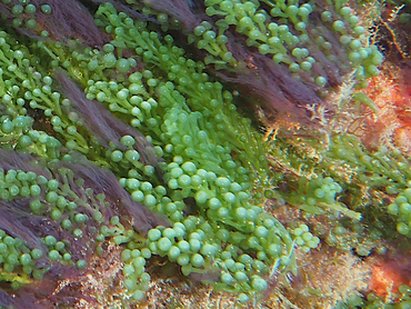 Green Grape Alga - Caulerpa racemosa - Palm Beach, Florida