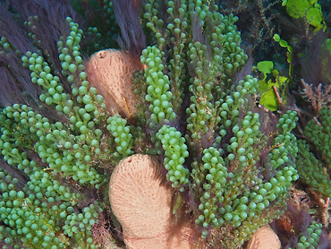 Green Grape Alga - Caulerpa racemosa - Palm Beach, Florida