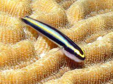 Cayman Cleaning Goby - Elacatinus cayman - Grand Cayman