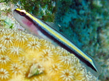 Cayman Cleaning Goby - Elacatinus cayman - Grand Cayman