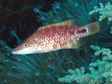 Celebes Wrasse - Oxycheilinus celebicus - Komodo, Indonesia