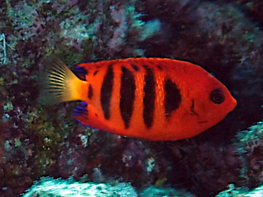 Flame Angelfish - Centropyge loriculus - Great Barrier Reef, Australia