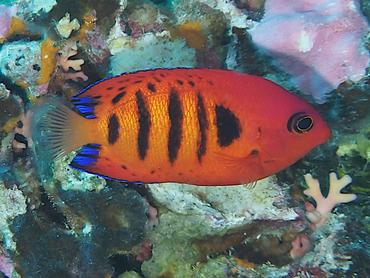 Flame Angelfish - Centropyge loriculus - Rangiroa, French Polynesia