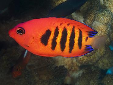 Flame Angelfish - Centropyge loriculus - Rangiroa, French Polynesia
