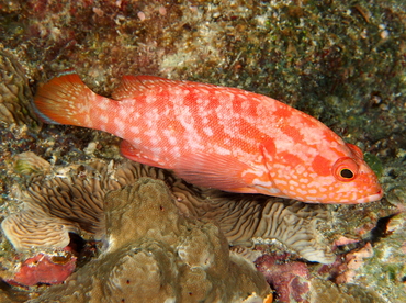 Strawberry Grouper - Cephalopholis spiloparaea - Palau
