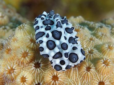 Black-Spotted Nudibranch - Ceratophyllidia papilligera - British Virgin Islands
