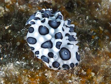 Black-Spotted Nudibranch - Ceratophyllidia papilligera - British Virgin Islands