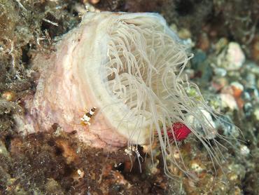 Cerianthus sp. 1 - Cerianthus sp. 1 - Bali, Indonesia