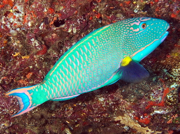 Spotted Parrotfish - Cetoscarus ocellatus - Fiji