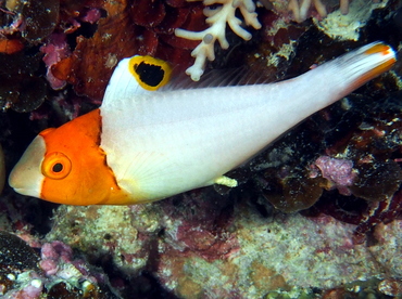 Spotted Parrotfish - Cetoscarus ocellatus - Fiji
