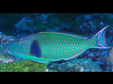 Spotted Parrotfish - Cetoscarus ocellatus - Rangiroa, French Polynesia