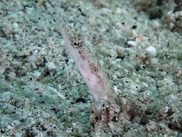 Yellowface Pikeblenny - Chaenopsis limbaughi - British Virgin Islands