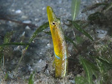 Bluethroat Pikeblenny - Chaenopsis ocellata - Blue Heron Bridge, Florida