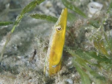 Bluethroat Pikeblenny - Chaenopsis ocellata - Blue Heron Bridge, Florida