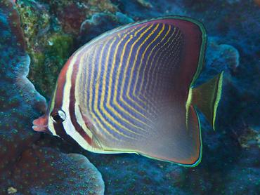 Eastern Triangular Butterflyfish - Chaetodon baronessa - Komodo, Indonesia