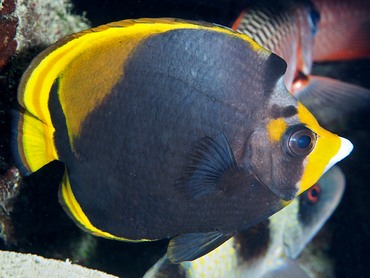 Black Butterflyfish - Chaetodon flavirostris - Great Barrier Reef, Australia