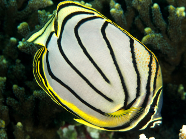 Meyer's Butterflyfish - Chaetodon meyeri - Palau