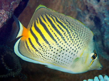 Dot-Dash Butterflyfish - Chaetodon pelewensis - Fiji