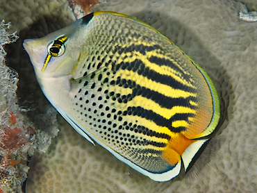 Dot-Dash Butterflyfish - Chaetodon pelewensis - Great Barrier Reef, Australia