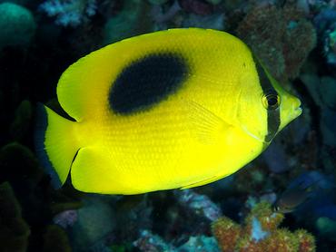 Ovalspot Butterflyfish - Chaetodon speculum - Komodo, Indonesia