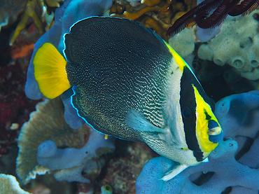 Vermiculated Angelfish - Chaetodontoplus mesoleucus - Komodo, Indonesia