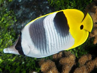 Pacific Double-Saddle Butterflyfish - Chaetodon ulietensis - Rangiroa, French Polynesia