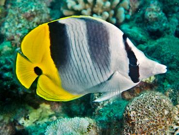 Pacific Double-Saddle Butterflyfish - Chaetodon ulietensis - Moorea, French Polynesia