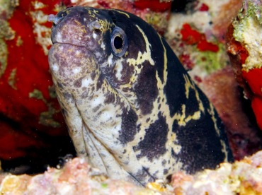 Chain Moray Eel - Echidna catenata - Bonaire