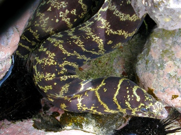Chain Moray Eel - Echidna catenata - St Thomas, USVI