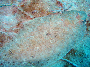 Channel Flounder - Syacium micrurum - Cozumel, Mexico