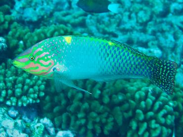 Checkerboard Wrasse - Halichoeres hortulanus - Rangiroa, French Polynesia