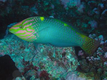 Checkerboard Wrasse - Halichoeres hortulanus - Rangiroa, French Polynesia