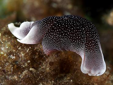 Lovely Headshield Slug - Chelidonura amoena - Bali, Indonesia