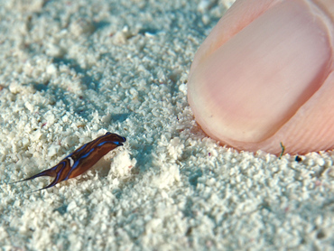 Swallowtail Headshield Slugs - Chelidonura hirundinina - Cozumel, Mexico