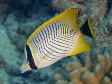 Chevroned Butterflyfish - Chaetodon trifascialis - Moorea, French Polynesia