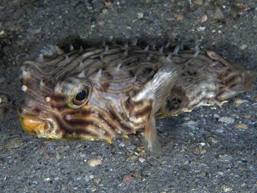 Striped Burrfish - Chilomycterus schoepfii - Blue Heron Bridge, Florida