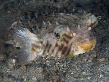 Striped Burrfish - Chilomycterus schoepfii - Blue Heron Bridge, Florida