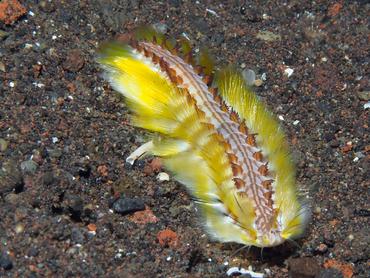 Darklined Fireworm - Chloeia fusca - Bali, Indonesia