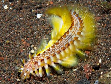 Darklined Fireworm - Chloeia fusca - Bali, Indonesia
