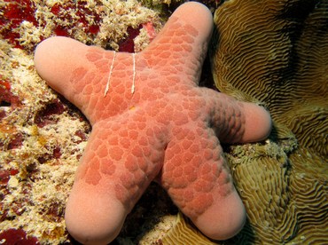 Granulated Sea Star - Choriaster granulatus - Palau