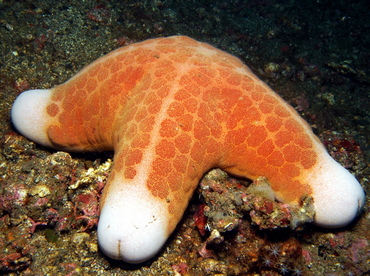 Granulated Sea Star - Choriaster granulatus - Lembeh Strait, Indonesia