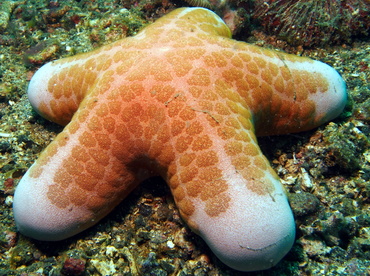 Choriaster - Wikipedia