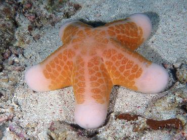 Granulated Sea Star - Choriaster granulatus - Lombok, Indonesia