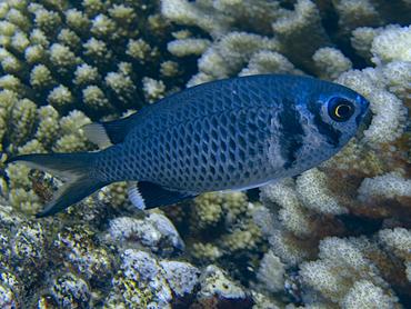 Short-Tail Doublebar Chromis - Chromis anadema - Moorea, French Polynesia