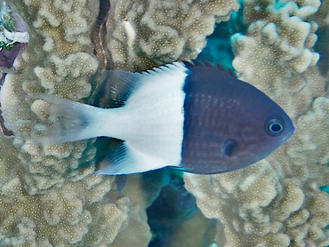 Half-and-Half Chromis - Pycnochromis iomelas - Great Barrier Reef, Australia