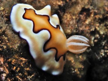 Co's Chromodoris - Goniobranchus coi - Bali, Indonesia