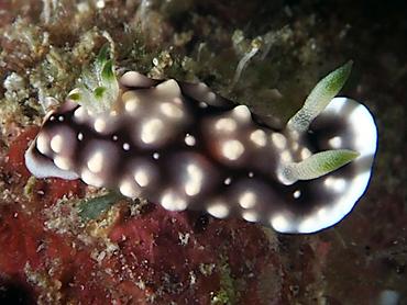 Geometric Chromodoris - Goniobranchus geometricus - Lombok, Indonesia