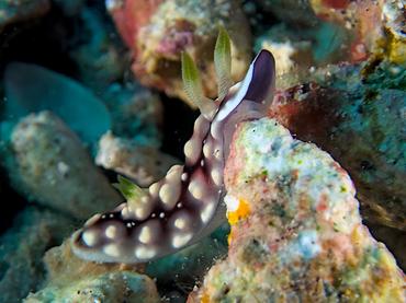 Geometric Chromodoris - Goniobranchus geometricus - Lombok, Indonesia
