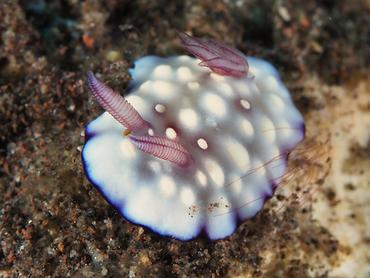 Bus Stop Chromodoris - Goniobranchus hintuanensis - Bali, Indonesia