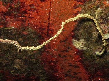 Common Wire Coral - Cirrhipathes anguina - Maui, Hawaii